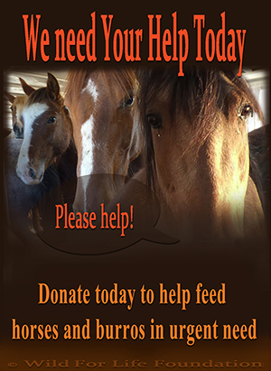 Donations to WFLF serve America's horses in need